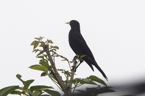 Red-rumped Cacique