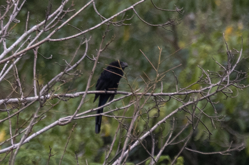 Smooth-billed Ani