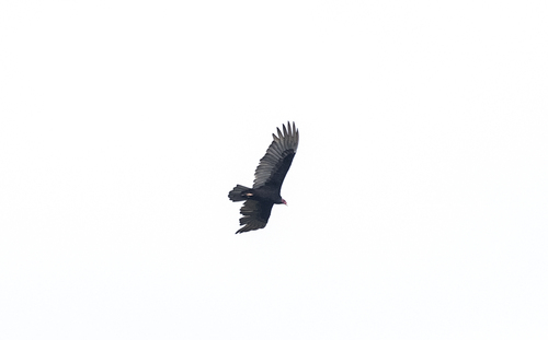 Turkey Vulture