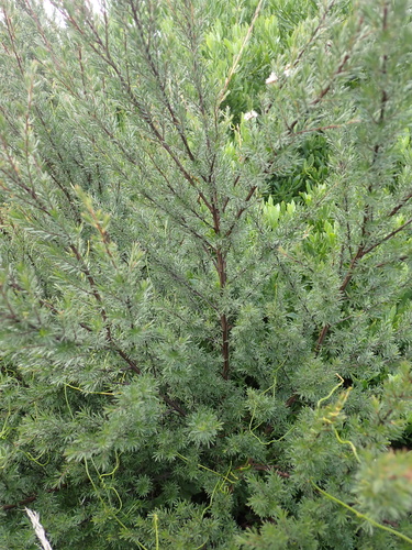 Kunzea linearis, photograph 3