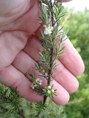Kunzea linearis, photograph author not stated, no rights reserved