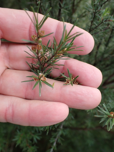 Kunzea linearis, photograph 4