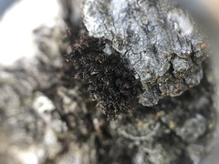 Syntrichia laevipila