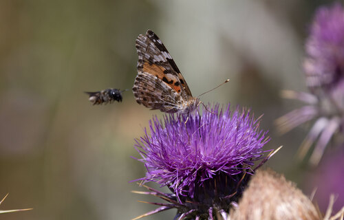 Painted Lady