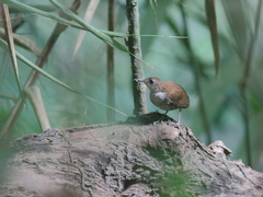 Microcerculus marginatus