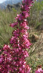 (c) Tony Rebelo, some rights reserved (CC BY-SA) Erica nudiflora, photograph (c) Tony Rebelo, some rights reserved (CC BY-SA)