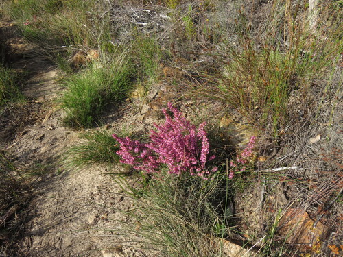 Erica nudiflora, photograph 3