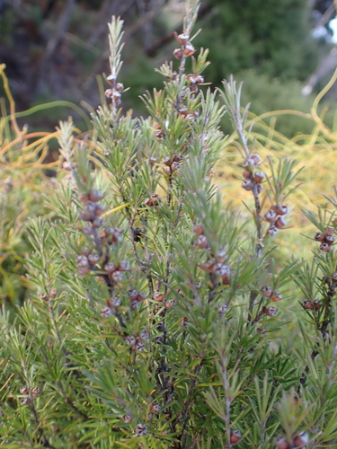 Kunzea linearis, photograph 1