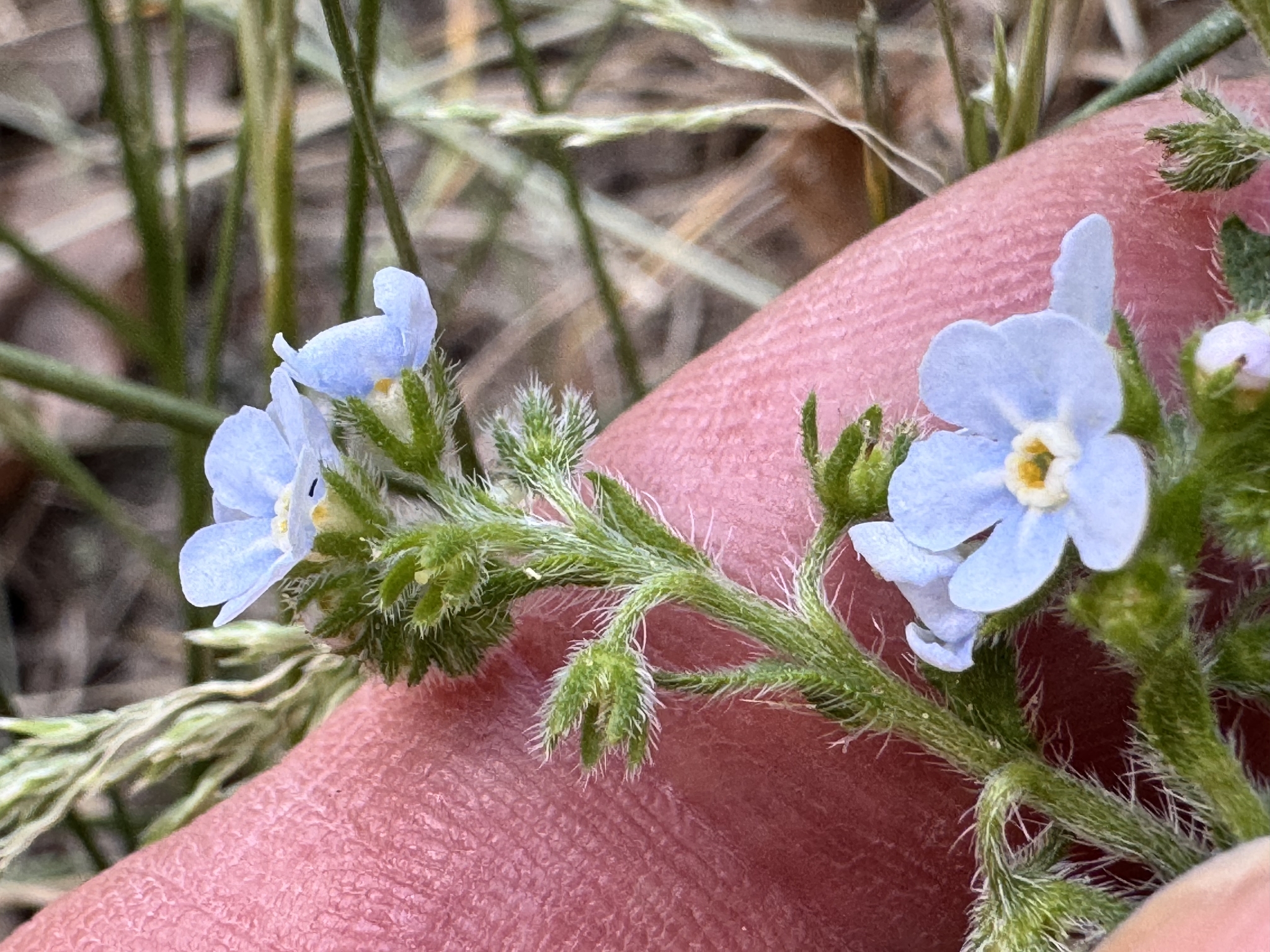 Hackelia gracilenta