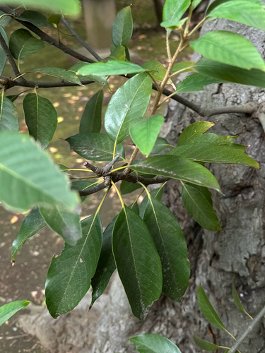 Quercus acuta observed 2026-06-05