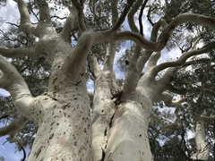 Corymbia aparrerinja