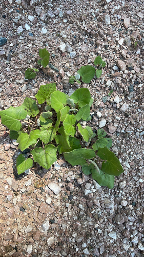 colt's-foot