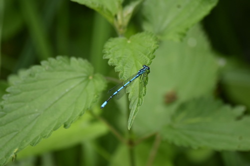 Azure Damselfly