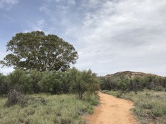 Corymbia aparrerinja