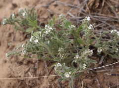 Cryptantha crassisepala crassisepala