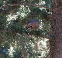 Garrulus glandarius graecus
