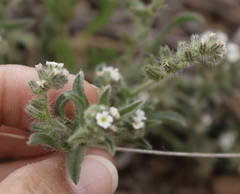 Cryptantha crassisepala crassisepala