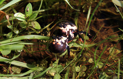 Melanophryniscus stelzneri