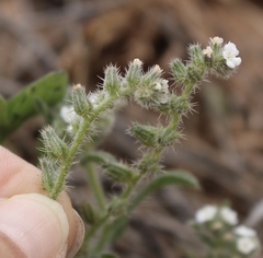 Cryptantha crassisepala crassisepala