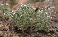 Cryptantha crassisepala crassisepala