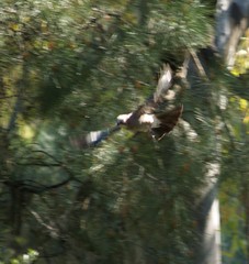Garrulus glandarius graecus