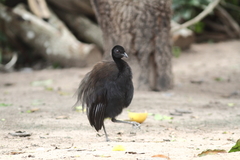 Green-Winged Trumpeter photo 3