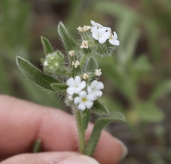 Cryptantha crassisepala crassisepala
