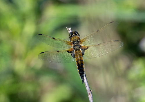 Four-spotted Skimmer
