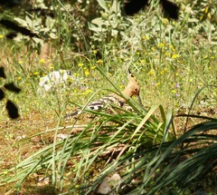 Upupa epops