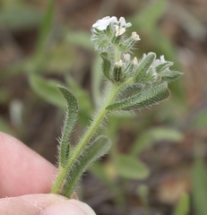 Cryptantha crassisepala crassisepala
