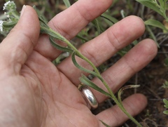Cryptantha crassisepala crassisepala