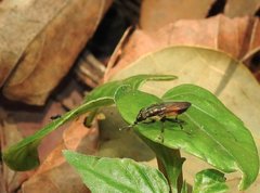 Idiella