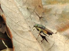 Idiella