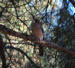 Garrulus glandarius graecus