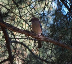 Garrulus glandarius graecus