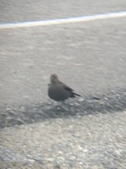 Euphagus