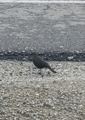 Euphagus