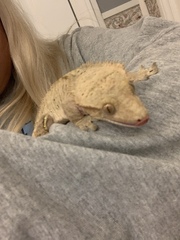 Correlophus