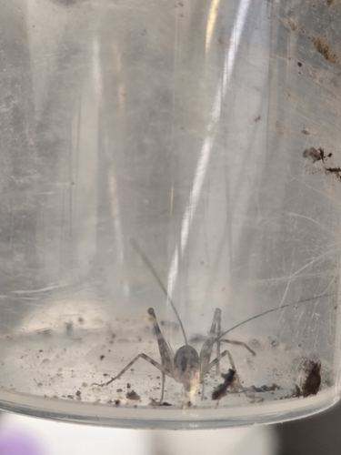 Greenhouse Camel Cricket