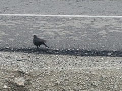 Euphagus