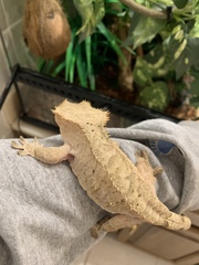 Correlophus