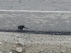 Euphagus