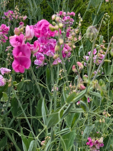 broad-leaved sweet pea