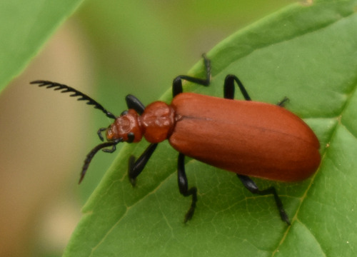 Common Cardinal Beetle