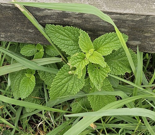 Teucrium viscidum, photograph 5