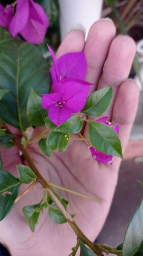 lesser bougainvillea