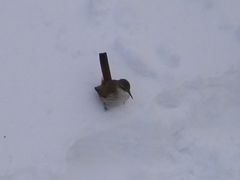 Ochetorhynchus ruficaudus