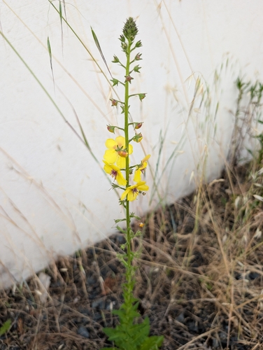 moth mullein