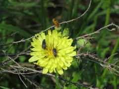 Acmaeodera