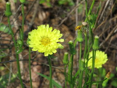 Pyrrhopappus pauciflorus